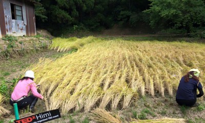 2015.10.1 どぶろく用のお米を収穫